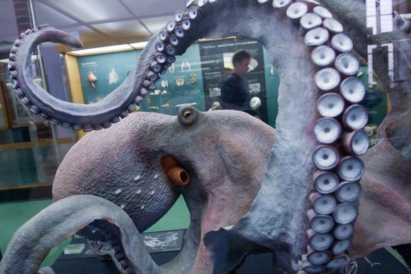 Kraken даркнет переходник